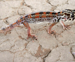 A Geko...