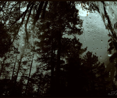 Moonlight