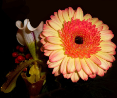 BLÜTEN ***