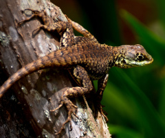 Lizard