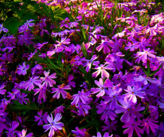 BLUMENWIESE 