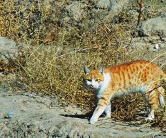 Cat in wild 