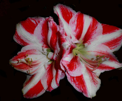 AMARYLLIS