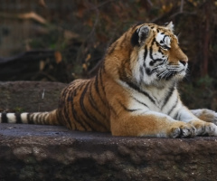Amur Tiger