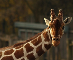 Hello friend 