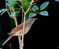 Turdus rufiventris