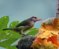 barbet