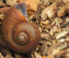 Fibonacci