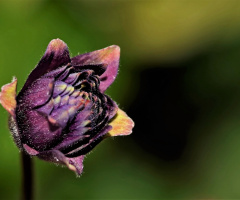 Purple and green