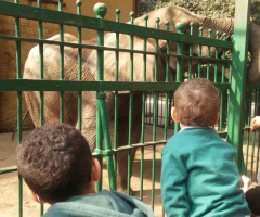 Grandsons at the zoo 