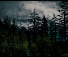 moonlight