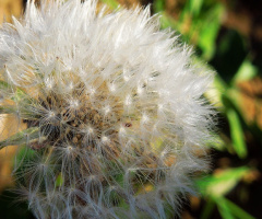Delicate Beauty......