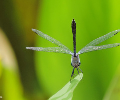 Delicacy Beauty