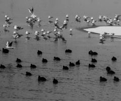 black-white