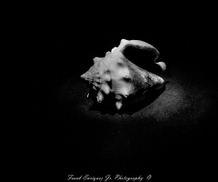 Sea Shell