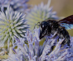 black bee