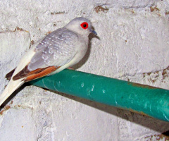 Inside Aviary