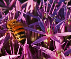Visit to purple