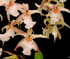 White Orchids