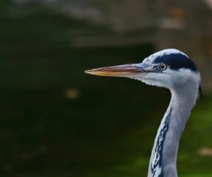 Looking...