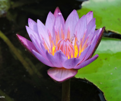 Nymphaea 