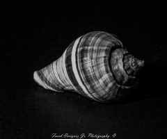 Sea Shell