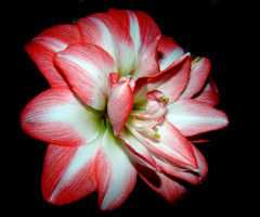 AMARYLLIS *