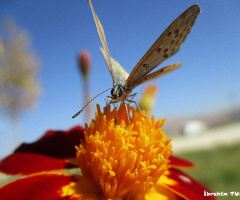 Kelebeğin Dünyası / Butterfly's Dream