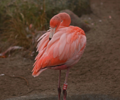 Flamingo