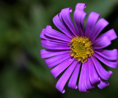 Purple and yellow