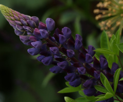 Close to purple