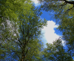 Looking up in the forest