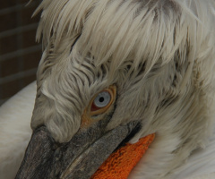 Dalmatian Pelican