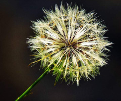 The beauty of the simple