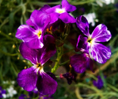 Beauties bunched