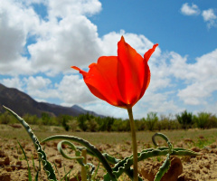 Wild valley Queen..