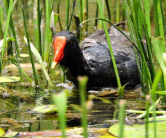 Common Moorhen