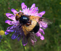 WALDSCHWEBFLIEGE 