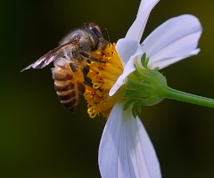 Bee