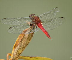 Wings Details