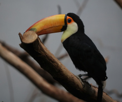 Toucans moment