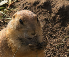 Nice little chap