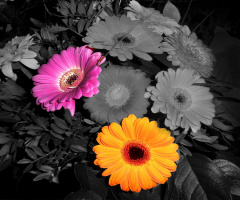 COLORKEY