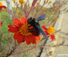 Blue Carpenter Bee