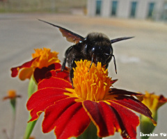 Blue Carpenter Bee