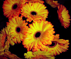 BLÜTEN 