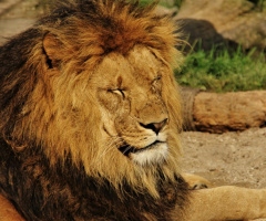 Sleepy King
