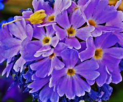 Sharp Colour 