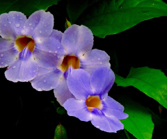  Tumbergia 