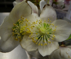 Schneerose